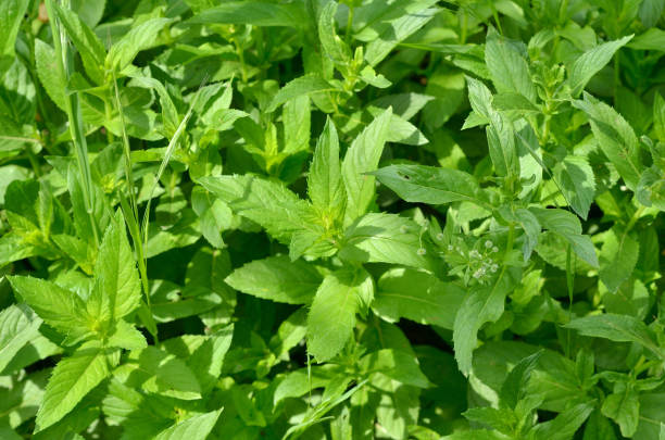 istock Natural background of green mint sprouts. Texture 959609600