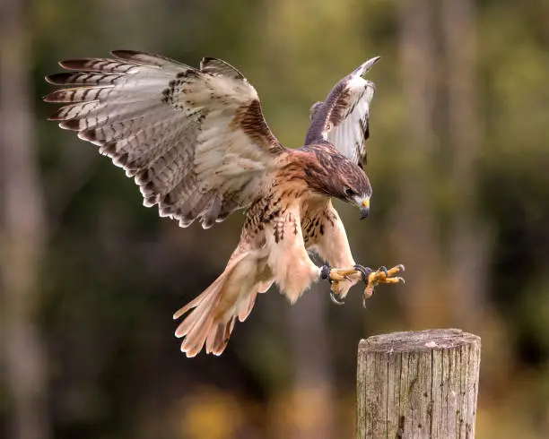 Red Tailed Hawk touching down on a tree stump.