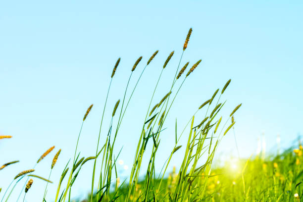 istock Flowering grass in detail 959612164
