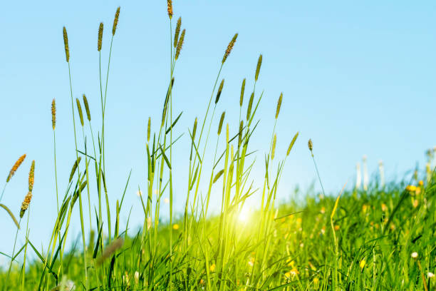 istock Flowering grass in detail 959612210