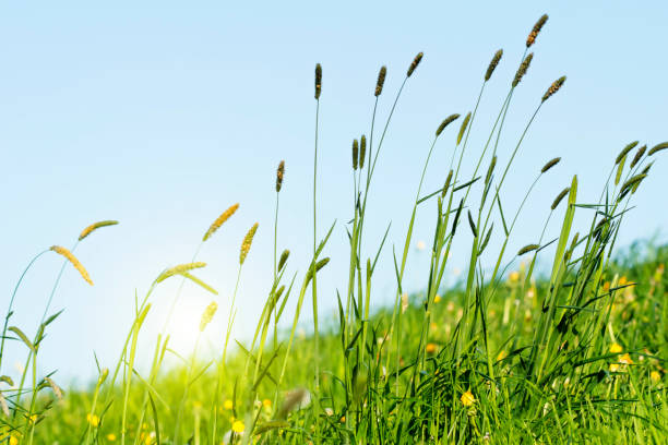 istock Flowering grass in detail 959612296