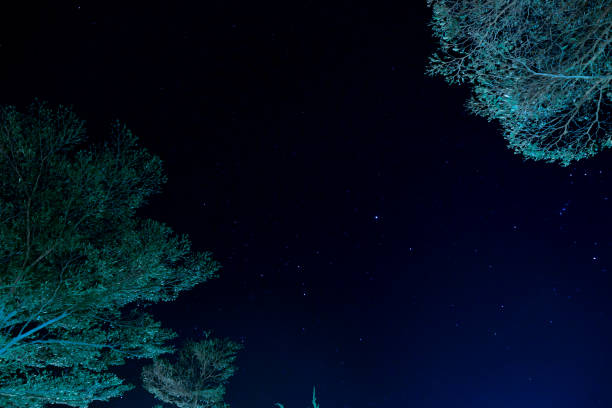 istock Trees with a blue sky and stars behind in Thailand 959613250