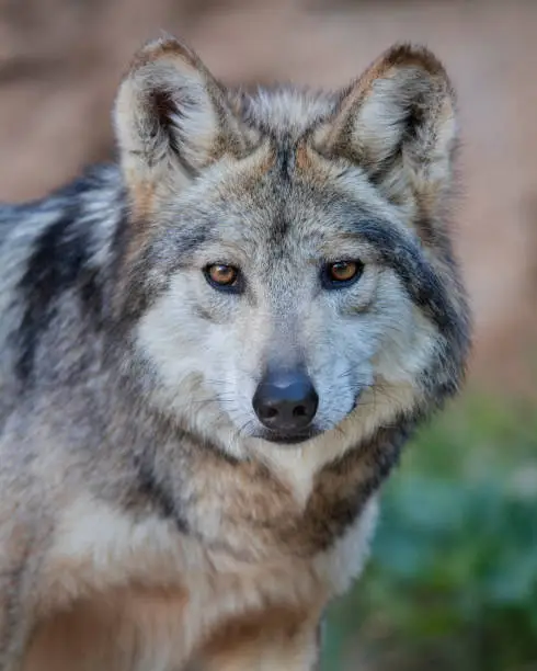 Mexican Grey Wolf Portrait