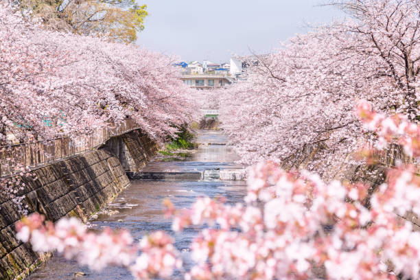 istock Cherry blossoms blooming along the river full bloom 959618858