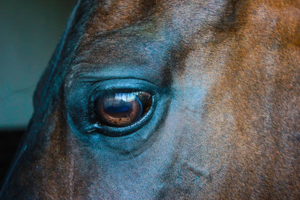 istock Eye of a horse on a dark background 959621182