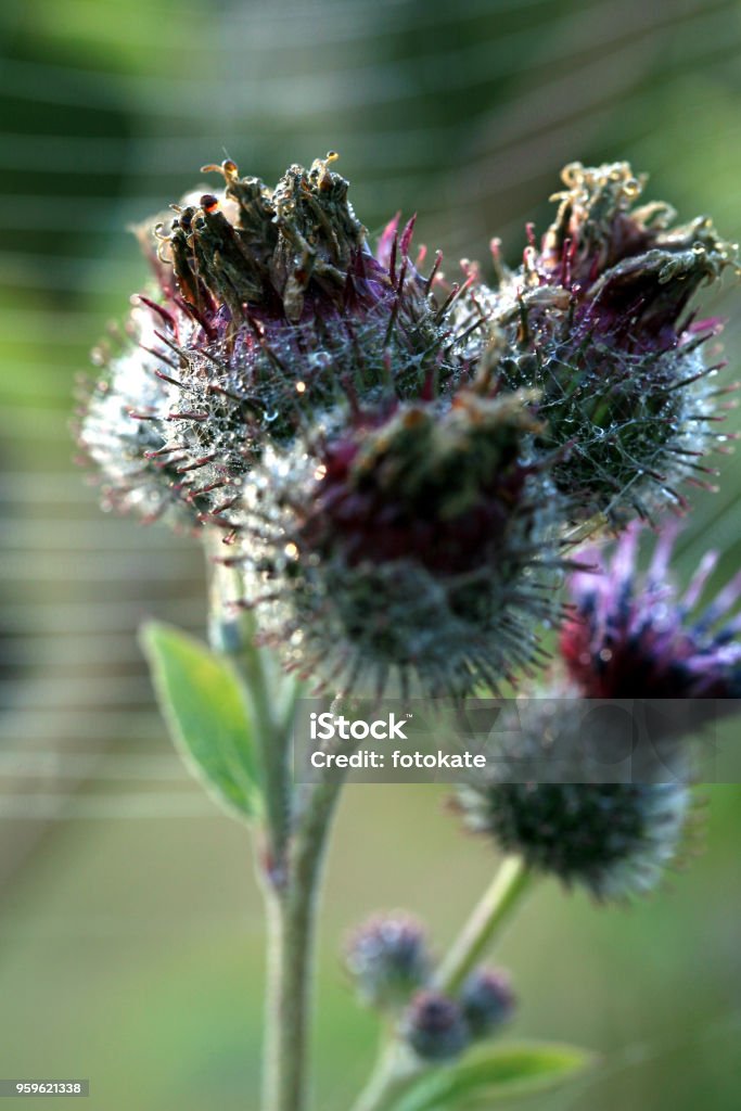 A floral bud of thistle A floral bud of thistle, a wild, green, melliferous plant growing on a meadow Alternative Medicine Stock Photo