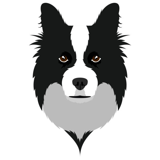 Border collie avatar Isolated avatar of a border collie. Dog breeds. Vector illustration design border collie drawing stock illustrations