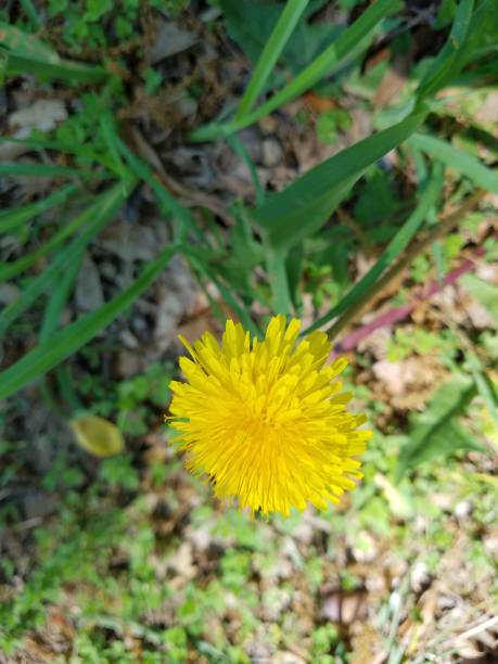 istock green plant with yellow flower 959621906