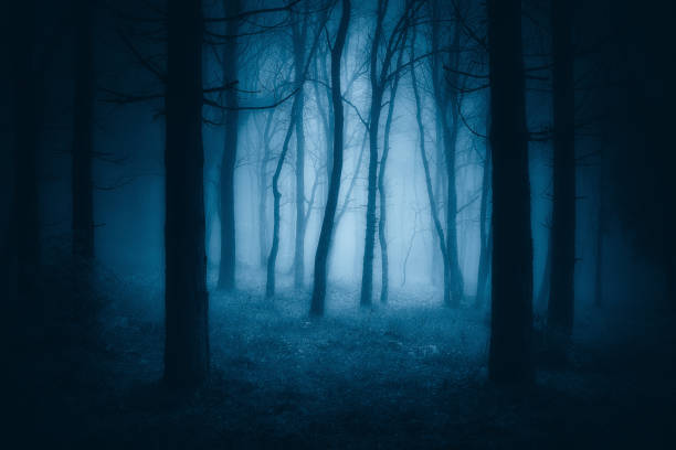 istock dark scary forest with creepy trees 959625702
