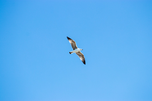 Seagull flying from below