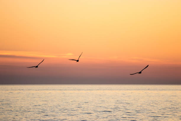 Three bird silhouettes flying over orange sunset evening sky