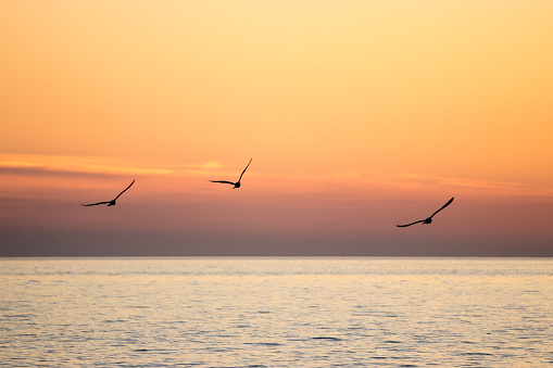 Three bird silhouettes flying over orange sunset evening sky