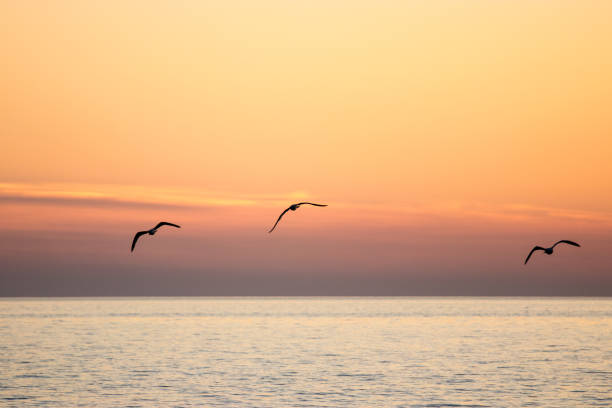 istock Three bird silhouettes flying over orange sunset evening sky 959626440