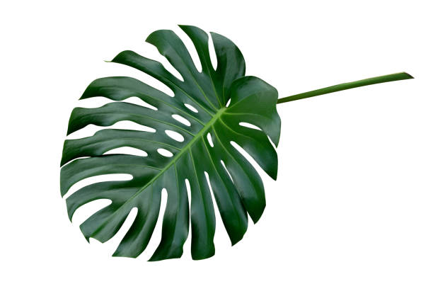 istock Monstera plant leaf, the tropical evergreen vine isolated on white background, clipping path included 959627134
