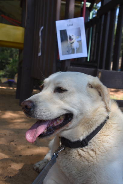 istock THE Lost dog IS found 959630226