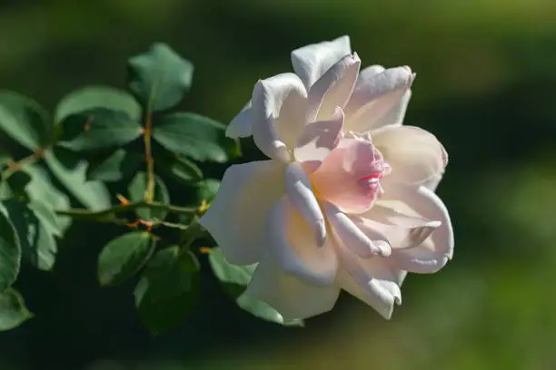 Beautiful pale-pink or white rose flower in garden. Floral background.