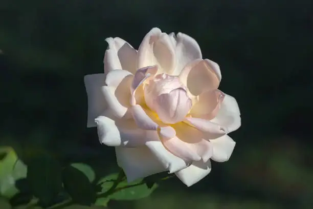 Beautiful pale-pink or white rose flower in garden. Floral background.