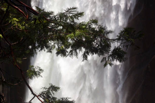 wasserfall yosemite falls - yosemite falls tree branch landscape stock-fotos und bilder