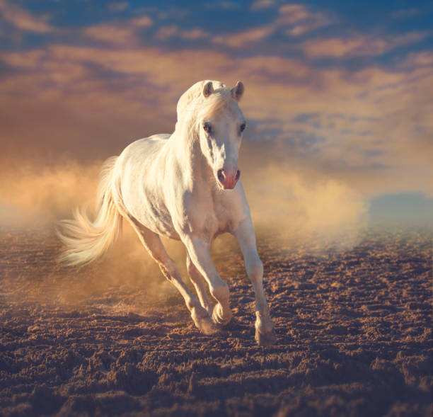 istock White  pony runs in the dust on sunset clouds 959642712