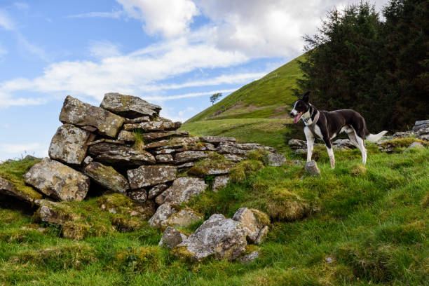 istock A Border collie sheepdog on guard 959643036