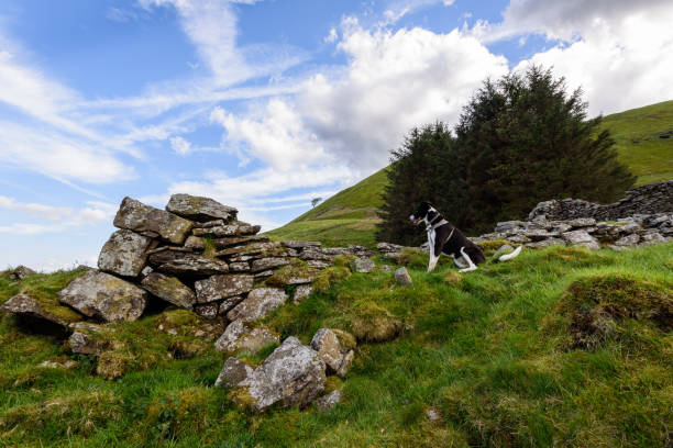 istock A Border collie sheepdog on guard 959643066
