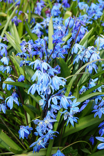 Many blue scilla siberica flowers close up with green vertical
