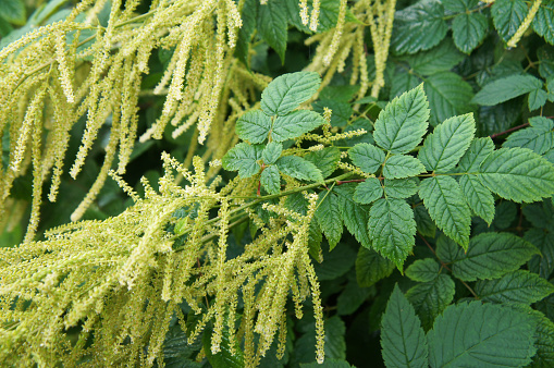 Aruncus dioicus goat's beard or buck's-beard or bride's feathers green plant