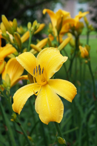 istock Hemerocallis lilioasphodelus lemon lily flowers with green 959647262