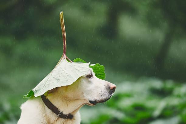 istock Rainy day with dog in nature 959647834