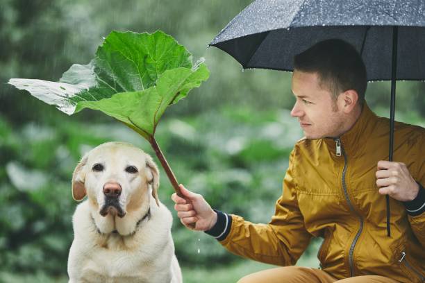 istock Rainy day with dog in nature 959647836