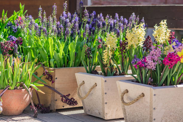 blooming multicolor hyacinths growing in wooden pots, garden decoration blooming multicolor hyacinths growing in wooden pots, garden decoration grape hyacinth photos stock pictures, royalty-free photos & images