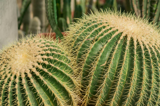 istock ball shaped cacti in botanical garden 959650680
