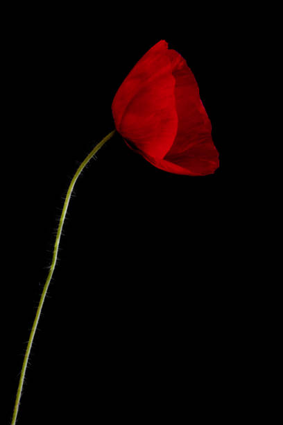 red poppy isolated on black background with space for text - poppy flower petal stamen imagens e fotografias de stock