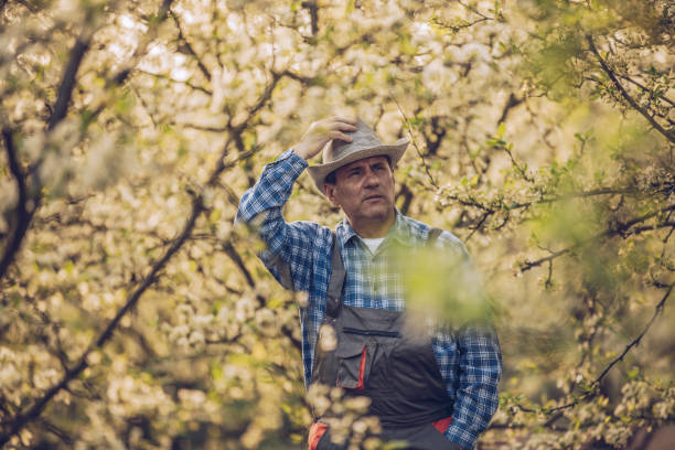 istock Mature man standing in the orchard 959651594