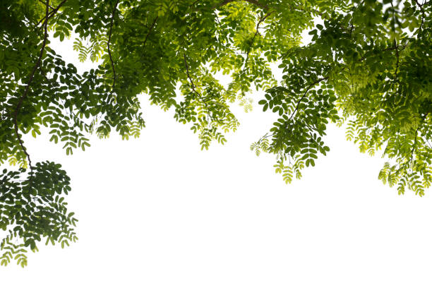 istock Branch on white background. Leaves on white background. 959654548