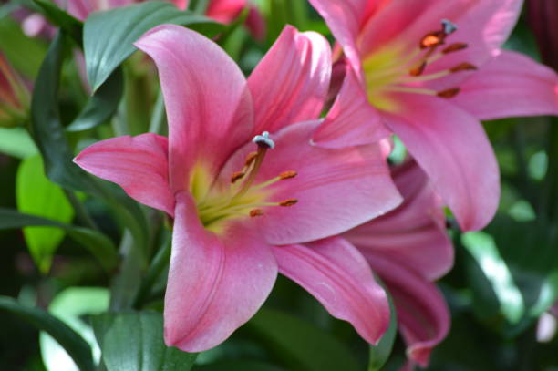 istock Lily flower in the garden 959657046