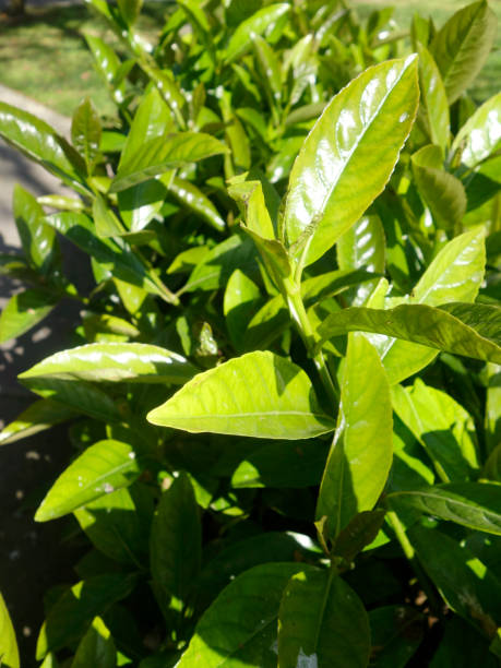istock beautiful green nature-green leaf 959657906