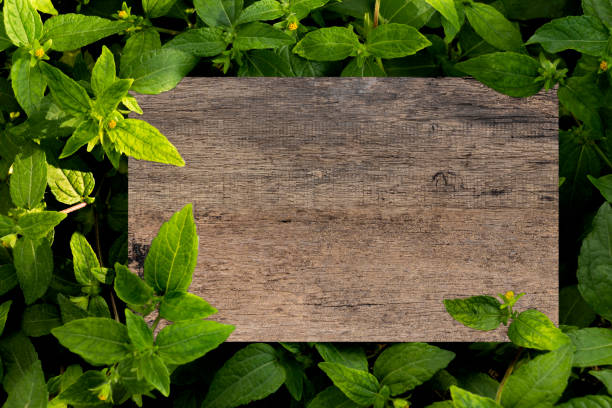 istock Mock up wood plank blank on a green leaves. Creative layout with nature concept. 959662568