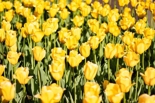 istock Beautiful spring day at Boston Common Park Massachusetts 959663074