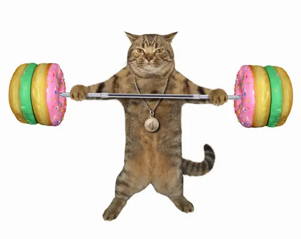 Photo of Cat with a donut barbell