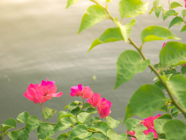 Bougainvillea Flowers