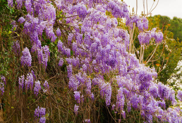 istock Purple wisteria flowers 959665988