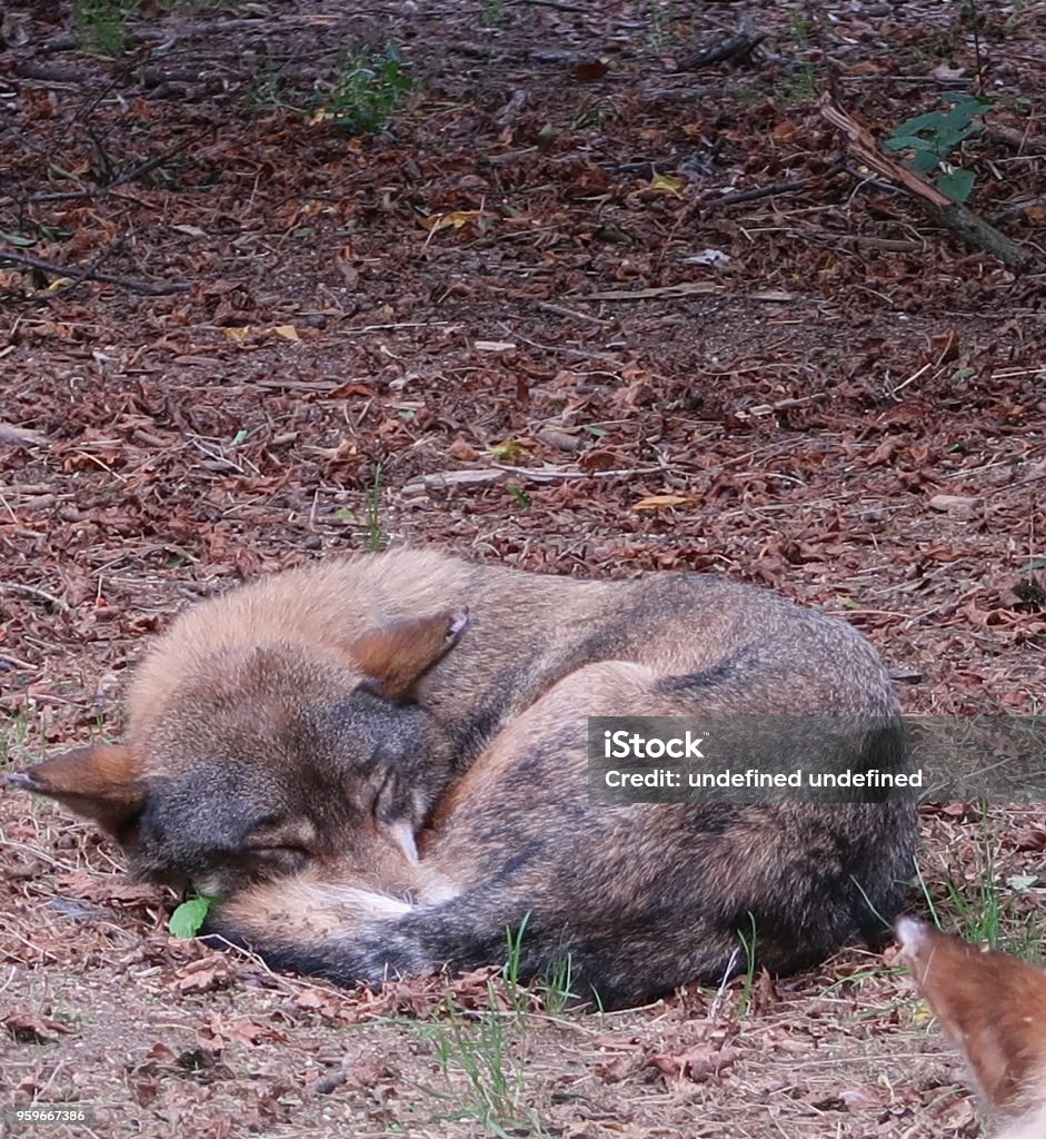 Sleeping gray wolf (Canis lupus, also known as the timber wolf, western wolf or wolf) Romanèche-Thorins, France – September 11, 2017: photography showing a . The photography was taken from the town of Romanèche-Thorins. Sleeping Stock Photo