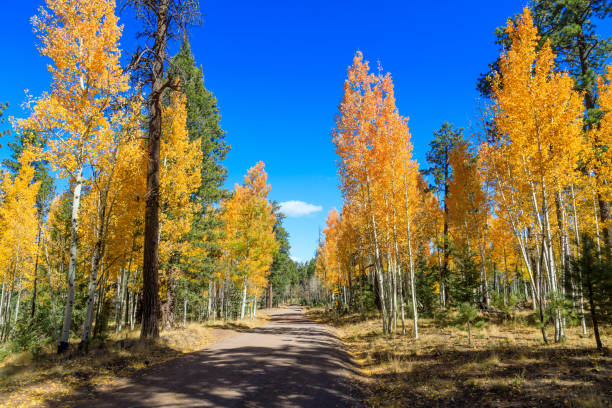 istock Autumn in the White Mountains Arizona 959669508