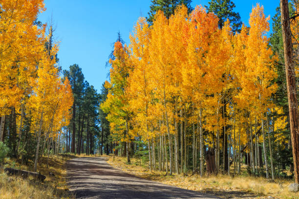 istock Autumn in the White Mountains Arizona 959669696