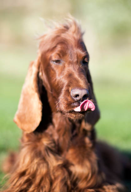 istock Funny dog licking his mouth 959670396