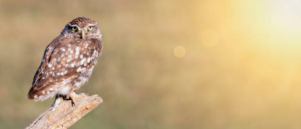 istock Funny animal banner - lazy owl looking 959670414