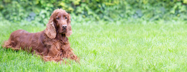 istock Cute dog looking in the grass 959670426