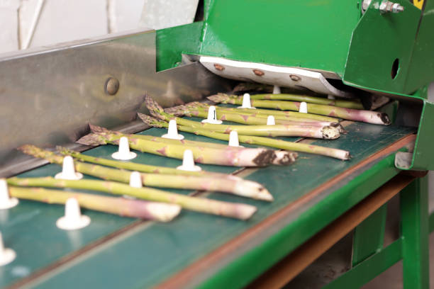 Industrial production of asparagus. Picking young asparagus. Growing juicy asparagus.