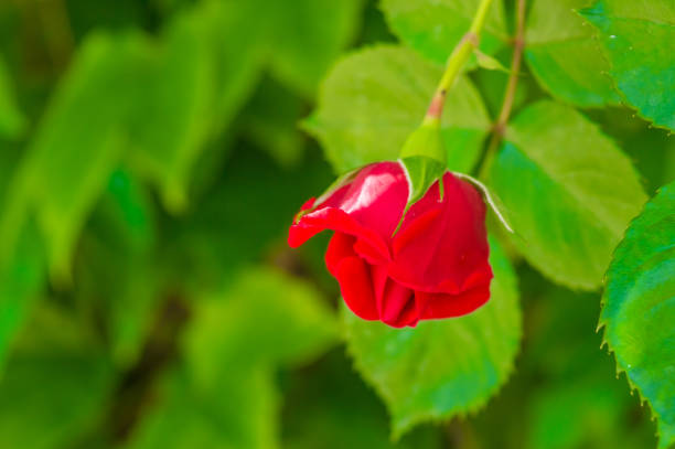 istock Red rose in the garden 959673090